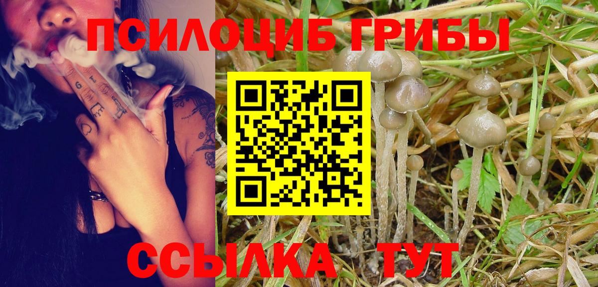 Миасс  Псилоцибиновые грибы Cubensis  Вход с VPN 
